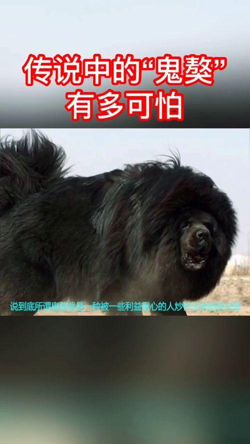 藏獒搞笑