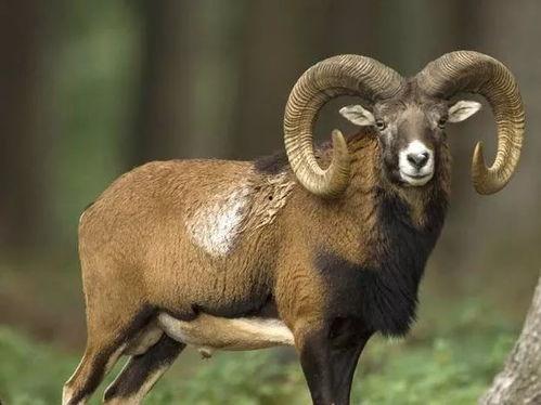 男明星属羊,盘点属羊的男明星风采